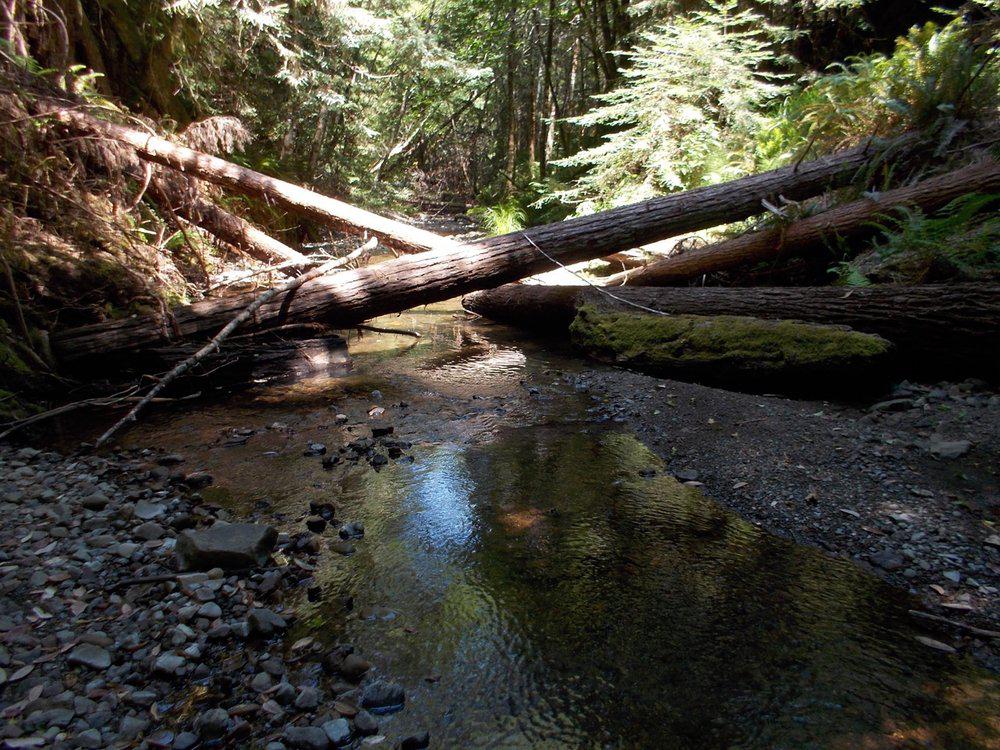 jaredjamin jewelry carbon offset ecocart project selection garcia river foresti